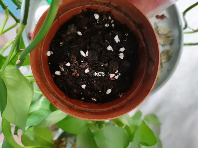 铁线莲种子_铁线莲_家居家装_家居装饰_花艺