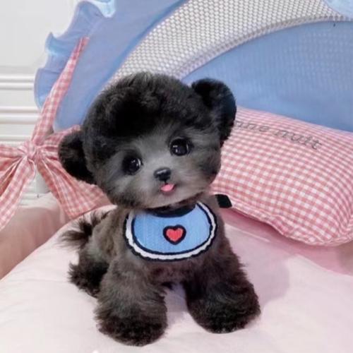 灰色泰迪幼犬活体茶杯狗贵宾犬小型犬迷你体家养飞耳泰迪训练优惠券