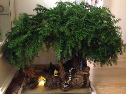 红杉树盆景对人有什么好处?这个是红杉树吗?大概市价多少钱?