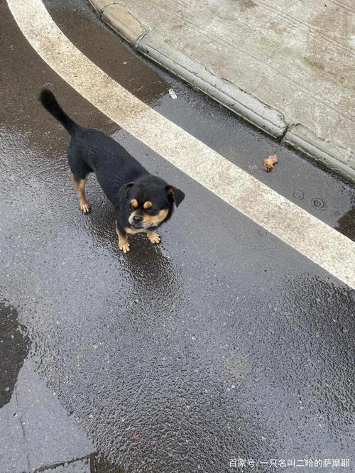 农村四大看家狗,有很多的纯种田园犬,现在这种狗已经