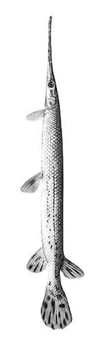 雀鳝小龙虾近日,北京海关关员在例行检查时发现一批从德国空运进口的