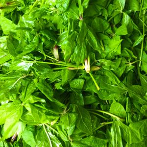 宾县速冻东北山菜新鲜山野菜刺五加叶嫩芽刺拐棒500克蔬菜农产品