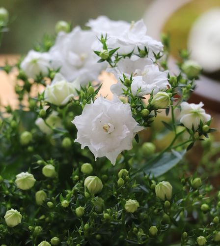 分割线 评论区里的盆友好厉害啊,丹麦风铃草,我