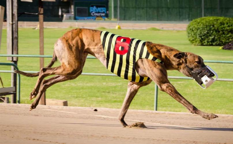 尼克斯 rf nix,85e 67163 - 格力犬yy--格力犬血统查询