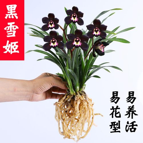 墨兰 黑雪姬 矮种兰花苗好养易成活室内办公室花卉绿植盆栽