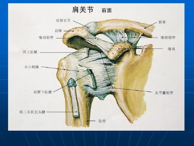 新建 肩关节解剖ppt
