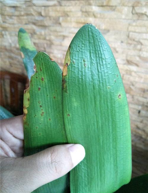 君子兰"红点病"真要命,学2招解决,配对土,根壮叶肥猛开花!