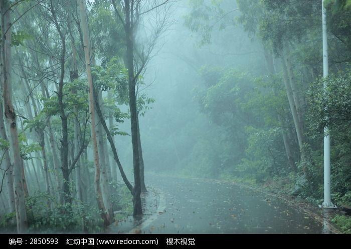 雨中森林