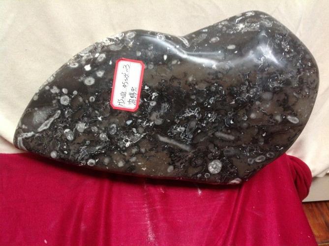 海绵虫生物礁化石168(大图展示)