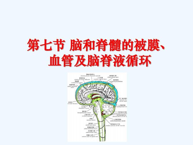 脑被膜血管和脑脊液循环