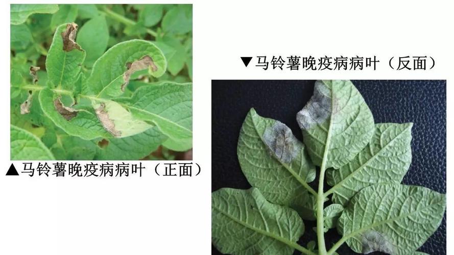 马铃薯晚疫病症状表现