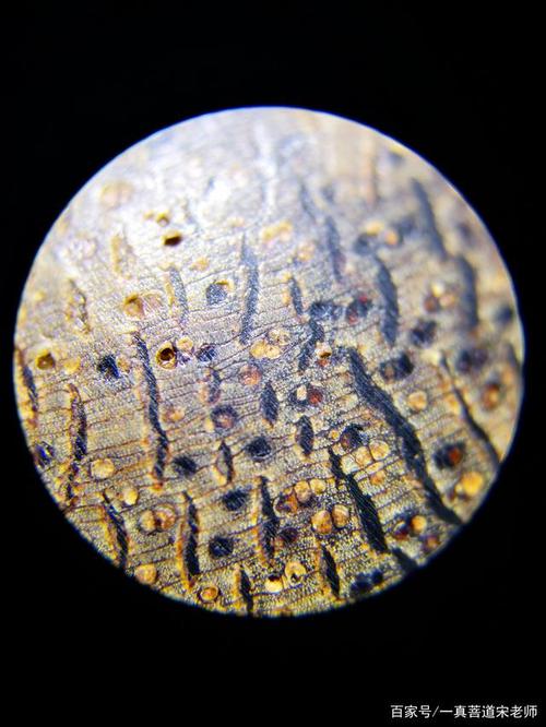 50倍显微镜下沉香的纹理 举报/反馈