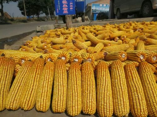 2017,玉米品种谁主沉浮?大丰30伴君前行!