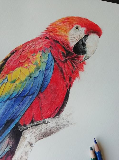 金刚鹦鹉|纯艺术|彩铅|月修罗f - 原创作品 - 站酷