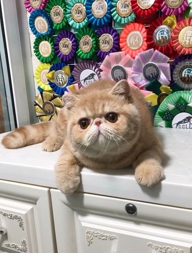 cfa赛级纯乳虎斑加菲猫,奶茶色加菲猫_加菲_奶茶色_北京攻略_大眼睛