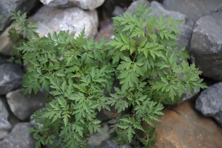 比如,鬼圪针,香椿腌菜等等.   干制