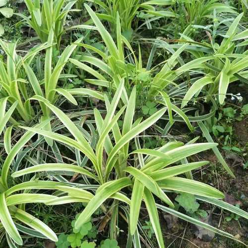 基地直供金边草 银边草 园林用途为宿根观叶植物 价格实惠