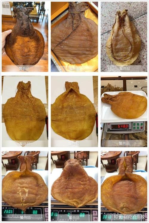 科普篇,鱼胶排行榜之"金钱鳘鱼胶",鳘尚品全面解金钱胶功效及药用价值