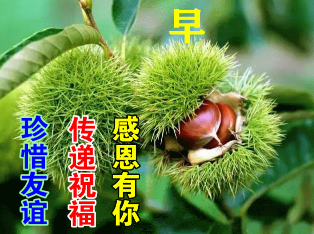 原创清晨早上好漂亮的动态祝福图片带字早晨好温馨祝福动态图片