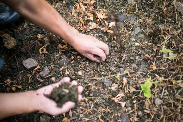 野菜煮饭吃,一家三口险丧命!