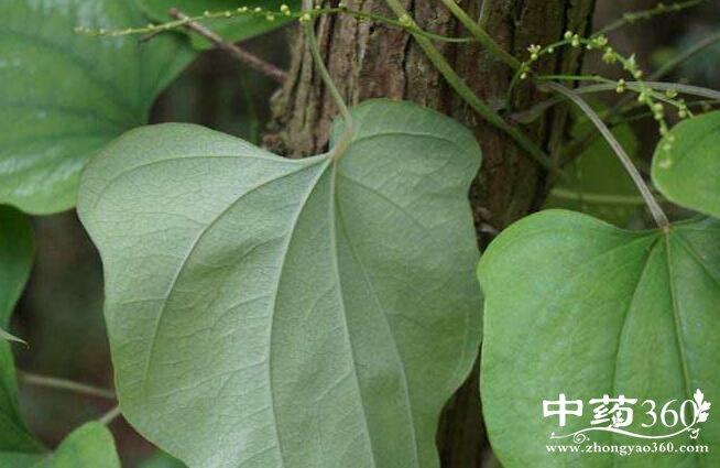 首页 >> 专题 >> 粉萆薢 【别名】川萆薢,黄萆薢,土黄连,黄姜,赤节,土