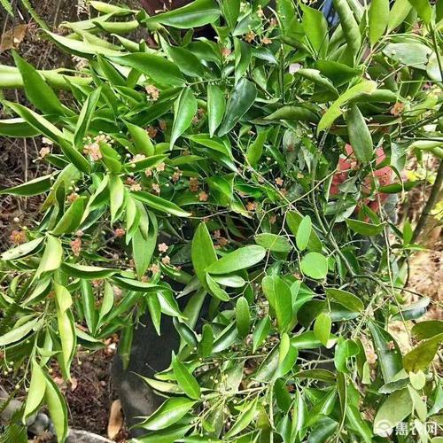 黄皮杜仲根鲜12/斤,干25/斤.煲汤泡酒.