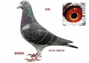 (赠送)跪求鸽子一羽深雨点雌