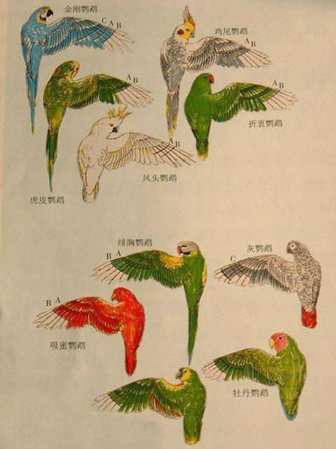 鹦鹉饲养【10】关于剪羽 - 哔哩哔哩