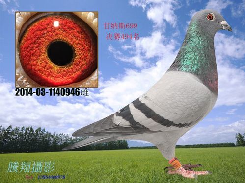 甘纳斯699 公棚494名