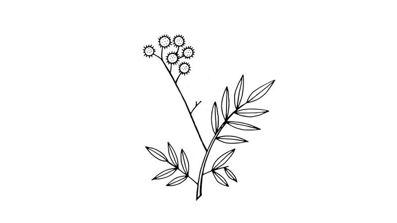 含羞草简笔画怎么画含羞草简笔画步骤