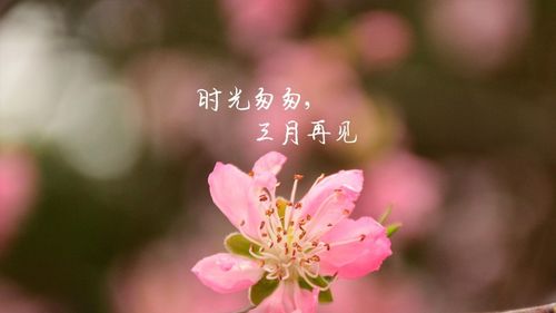 时光匆匆三月再见 (2/9)