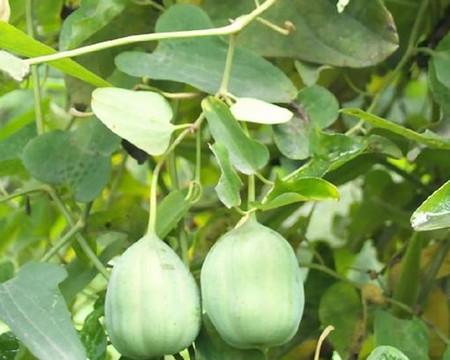 青木香的功效与作用_青木香的营养价值和食用方法_药食类_聚餐网