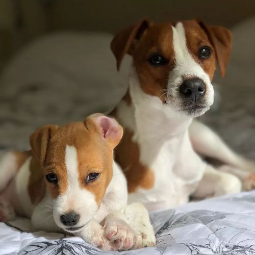 那些没有尾巴的狗狗,到底经历了什么?