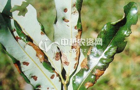 荔枝叶瘿蚊的发生与综合防治技术