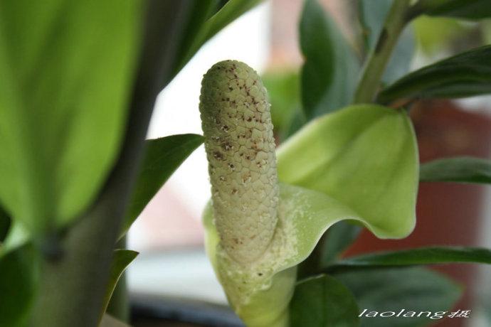 钱串子(金钱树)开花