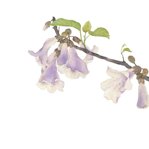 又是一年泡桐花落时～_汐梗__插画师作品_涂鸦王国gr.