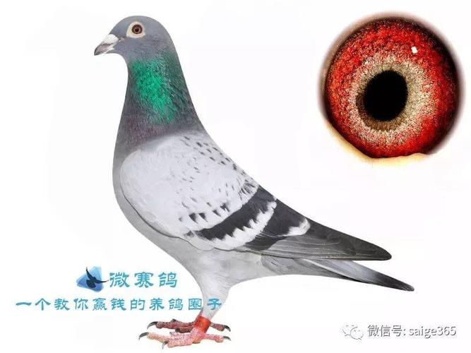 信鸽羽色一览,最后一羽很少见!_雨点