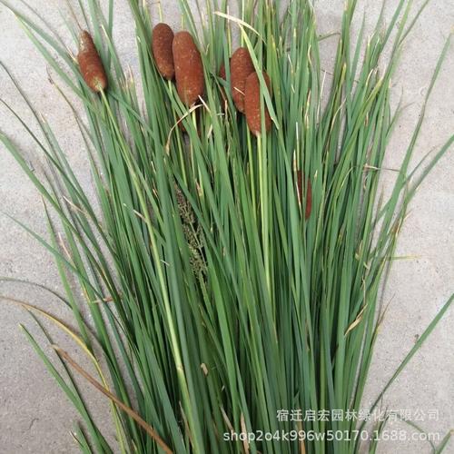 供应黄菖蒲苗 香蒲苗 湿地绿化苗 园林湿地绿化 水生植物量大从优