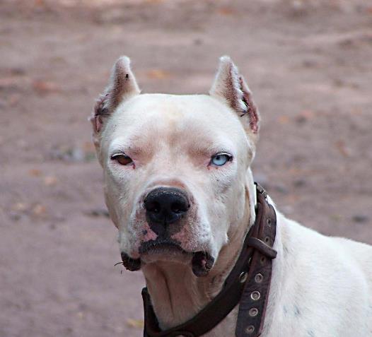 原创世界猎犬前3甲,中国名犬入围,其中一种可单挑狼王,围剿狼群