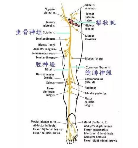 坐骨神经痛是怎么产生的?应该怎么调理?