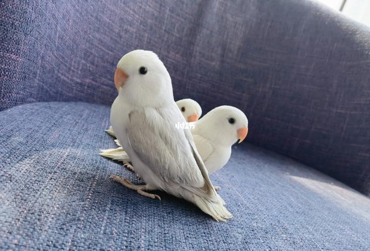 墨伊莎_鹦鹉_牡丹_小娃娃_手养牡丹鹦鹉_宠物_宠物其他