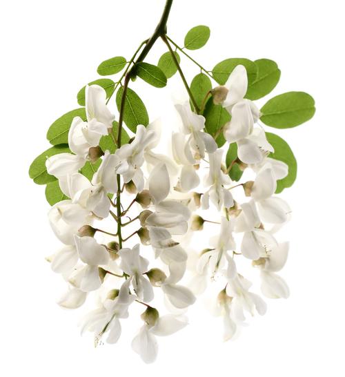 刺槐图片_刺槐图片大全_刺槐图片素材