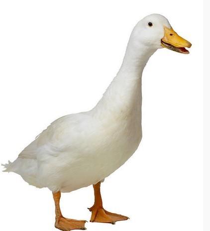 鸭和鹅在外貌上有什么区别? 品鉴