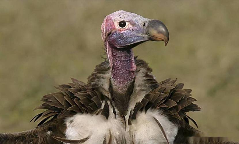 连飞三天不落地胃酸强到可腐蚀金属世界上体型最大的猛禽秃鹫