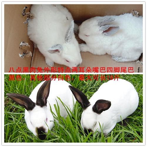 兔子活物新品种伊拉兔肉兔大型肉兔活体巨型八点黑小兔苗公母都有