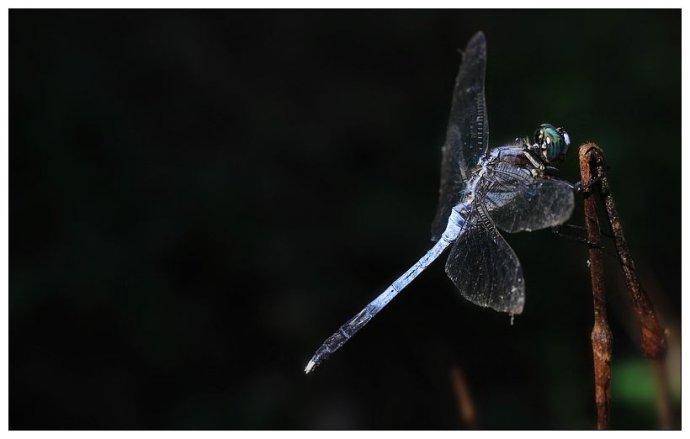 蜻蜓立枝头