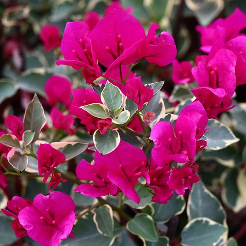 绿艺园艺蓝月亮 三角梅 斑叶枣 金边玫瑰红斑花叶庭院阳台花卉