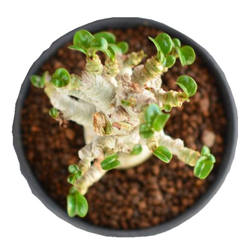 尚野园艺迷你卷叶羊角沙漠玫瑰一物一拍泰国多肉植物