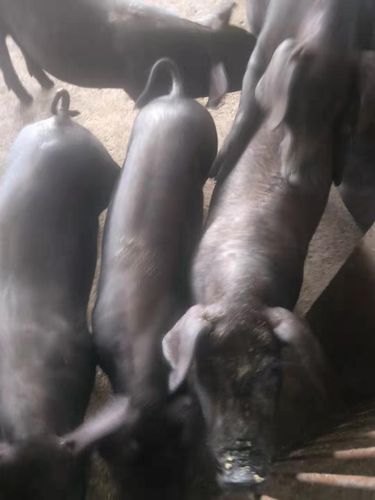 纯种梅山母猪产仔王3800一头乳头1822