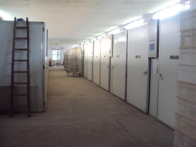 云南孵化场使用伟航孵化机